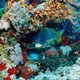 Illustration for article titled Coral Reefs Have Creepy, Alien-Like Superpowers